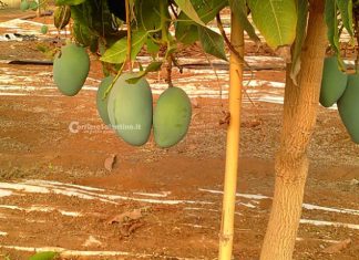 Al posto degli ulivi “malati” ora crescono frutti tropicali: ecco il primo mango salentino