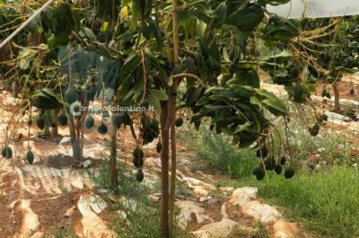 Al posto degli ulivi "malati" ora crescono frutti tropicali: ecco il primo mango salentino - Corriere Salentino