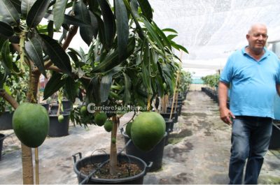 Al posto degli ulivi "malati" ora crescono frutti tropicali: ecco il primo mango salentino - Corriere Salentino