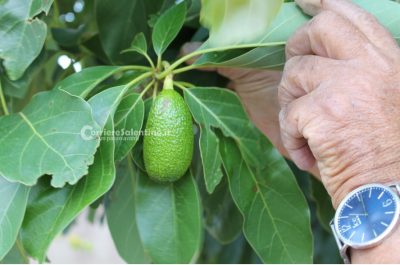 Al posto degli ulivi "malati" ora crescono frutti tropicali: ecco il primo mango salentino - Corriere Salentino