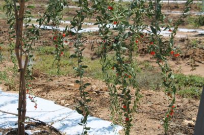 Al posto degli ulivi "malati" ora crescono frutti tropicali: ecco il primo mango salentino - Corriere Salentino
