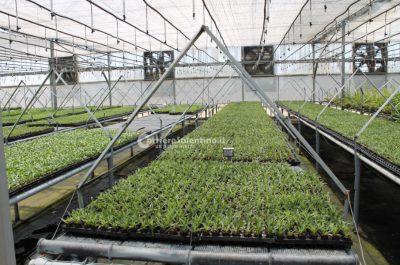 Al posto degli ulivi "malati" ora crescono frutti tropicali: ecco il primo mango salentino - Corriere Salentino