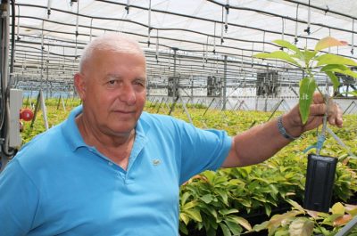 Al posto degli ulivi "malati" ora crescono frutti tropicali: ecco il primo mango salentino - Corriere Salentino