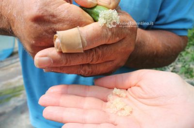 Al posto degli ulivi "malati" ora crescono frutti tropicali: ecco il primo mango salentino - Corriere Salentino