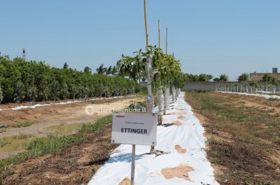 Al posto degli ulivi "malati" ora crescono frutti tropicali: ecco il primo mango salentino - Corriere Salentino