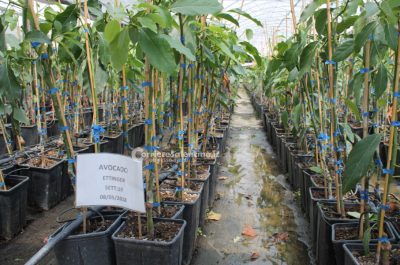 Al posto degli ulivi "malati" ora crescono frutti tropicali: ecco il primo mango salentino - Corriere Salentino