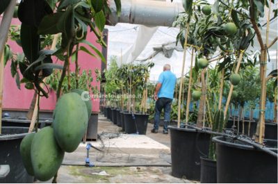 Al posto degli ulivi "malati" ora crescono frutti tropicali: ecco il primo mango salentino - Corriere Salentino