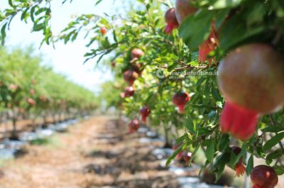 Al posto degli ulivi "malati" ora crescono frutti tropicali: ecco il primo mango salentino - Corriere Salentino