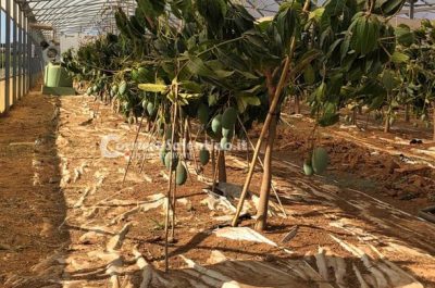 Al posto degli ulivi "malati" ora crescono frutti tropicali: ecco il primo mango salentino - Corriere Salentino