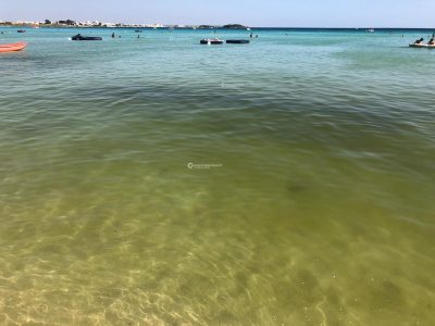 L’ARPA conferma: la chiazza gialla a Porto Cesareo era un’alga - Corriere Salentino