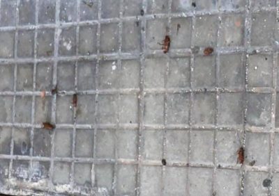 Incubo topi e blatte in città. Disinfestazioni e deblattizzazioni periodiche: ce ne vogliono 6 coordinate nell’anno - Corriere Salentino