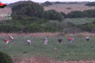 Operai costretti a lavorare per ore sotto al sole cocente per pochi spiccioli: arrestato imprenditore - Corriere Salentino