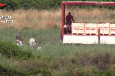 Operai costretti a lavorare per ore sotto al sole cocente per pochi spiccioli: arrestato imprenditore - Corriere Salentino