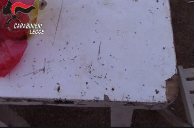 Operai costretti a lavorare per ore sotto al sole cocente per pochi spiccioli: arrestato imprenditore - Corriere Salentino