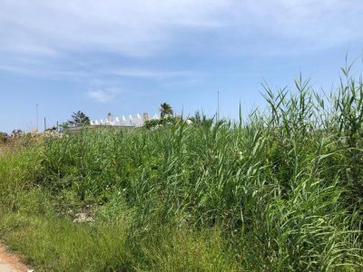 Aggrediti dalle zanzare tigre padre e figlio di due anni finiscono in ospedale: la protesta per un parco nel degrado - Corriere Salentino