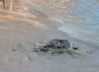 Di nuovo in mare verso nuove avventure: tornano libere due Caretta caretta e una rara tartaruga verde