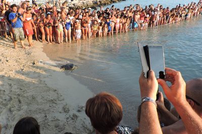 Di nuovo in mare verso nuove avventure: tornano libere due Caretta caretta e una rara tartaruga verde - Corriere Salentino