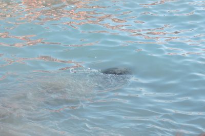 Di nuovo in mare verso nuove avventure: tornano libere due Caretta caretta e una rara tartaruga verde - Corriere Salentino