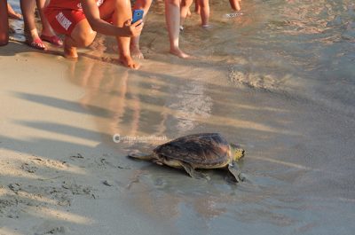 Di nuovo in mare verso nuove avventure: tornano libere due Caretta caretta e una rara tartaruga verde - Corriere Salentino