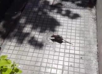 Incubo topi e blatte in città. Disinfestazioni e deblattizzazioni periodiche: ce ne vogliono 6 coordinate nell’anno