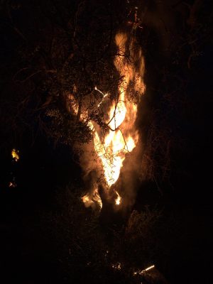 Allarme incendi, divorati dalle fiamme centinaia di ulivi secchi per la xylella: 60 chiamate al giorno ai vigili del fuoco - Corriere Salentino