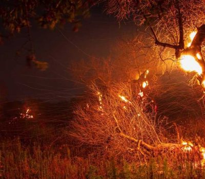 Allarme incendi, divorati dalle fiamme quattromila ulivi secchi in un mese per la xylella - Corriere Salentino