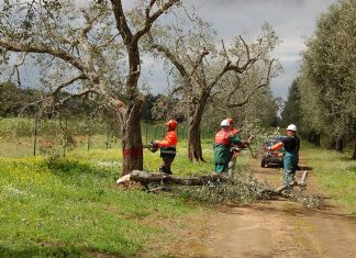 Xylella, fallisce la cura Scortichini. Il ministro assume la donna che abbracciava gli alberi poi seccati