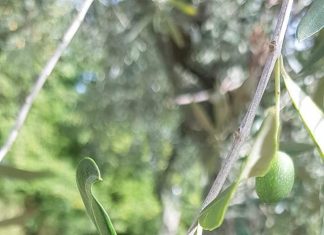 L’allarme di Coldiretti: “Coltivazioni attaccate dalla cimice asiatica”