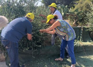 Speranza Salento, Coldiretti: ecco il primo olio da ulivi resistenti alla Xylella