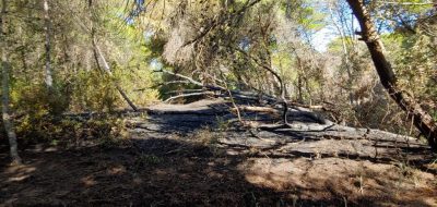 Un nuovo incendio devasta il Salento: in fiamme oltre venti ettari di macchia sul litorale ionico - Corriere Salentino