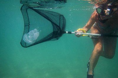 "Le meduse come cibo del futuro", gli studiosi Unisalento al lavoro - Corriere Salentino