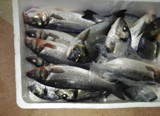 Vendeva in piazza il pesce custodito nel cofano dell’auto, scattano sequestro e denuncia