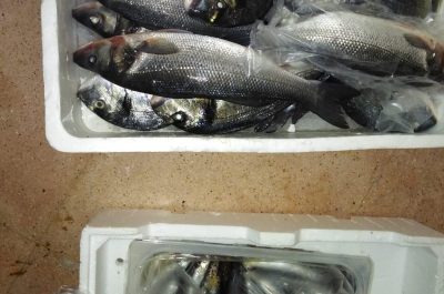 Vendeva in piazza il pesce custodito nel cofano dell'auto, scattano sequestro e denuncia - Corriere Salentino