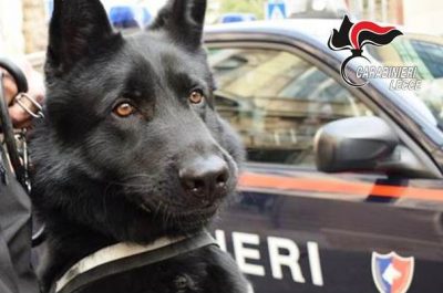 Controlli di Ferragosto, 118 denunce e 5 arresti: c'è chi ruba e chi scarica liquami tra gli ulivi - Corriere Salentino