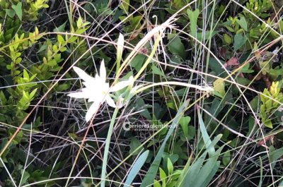 Quel tratto di costa per troppo tempo dimenticato che sta rifiorendo con il progetto Montimare e il lido “Era Ura” - Corriere Salentino