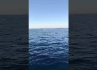 Spettacolo incredibile nelle acque del Salento: anche la manta volante