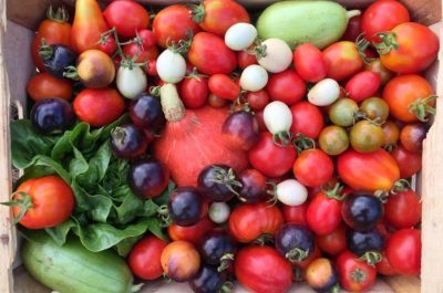 Dalla Puglia al Kenya: coltivazioni salentine contro le multinazionali - Corriere Salentino