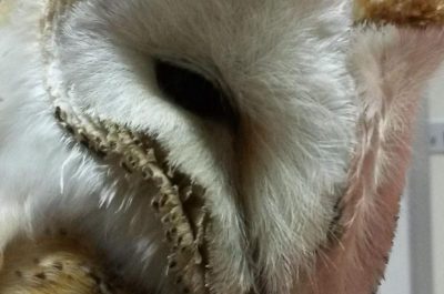 ”I Signori della Notte”: un barbagianni, tre civette e un assiolo tornano a volare - Corriere Salentino