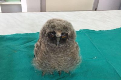 ”I Signori della Notte”: un barbagianni, tre civette e un assiolo tornano a volare - Corriere Salentino