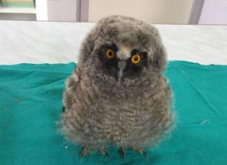 ”I Signori della Notte”: un barbagianni, tre civette e un assiolo tornano a volare