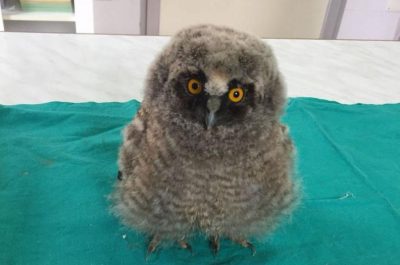 ”I Signori della Notte”: un barbagianni, tre civette e un assiolo tornano a volare - Corriere Salentino