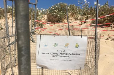 A Pescoluse si attende la nascita di più di 100 Caretta Caretta - Corriere Salentino