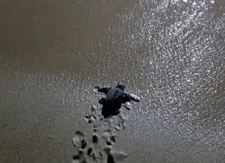 A Pescoluse sono nate 25 Caretta Caretta. Si attende la nascita delle altre