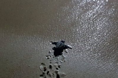A Pescoluse sono nate 25 Caretta Caretta. Si attende la nascita delle altre - Corriere Salentino