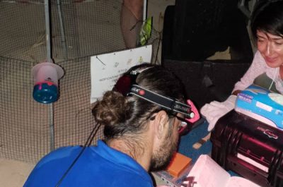 A Pescoluse sono nate 25 Caretta Caretta. Si attende la nascita delle altre - Corriere Salentino