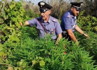 Tra casa e fondo agricolo spuntano piantagione fai-da-te di canapa indiana e marijuana: in arresto 36enne