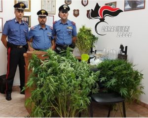 Piante di marijuana alte un metro nella serra casalinga: arrestato. Sigilli anche all’abitazione - Corriere Salentino