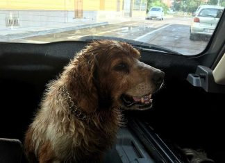 Cane in pericolo, la protesta di un animalista che lo salva: alla fine arriva l’unità cinofila