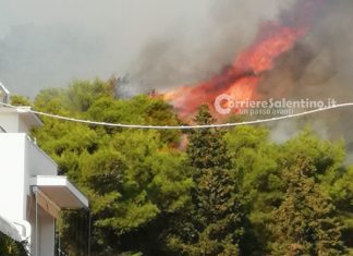 Divampa rogo nella pineta, fiamme alte oltre 10 metri: paura per i residenti