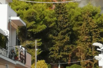 Divampa rogo nella pineta, fiamme alte oltre 10 metri: paura per i residenti - Corriere Salentino